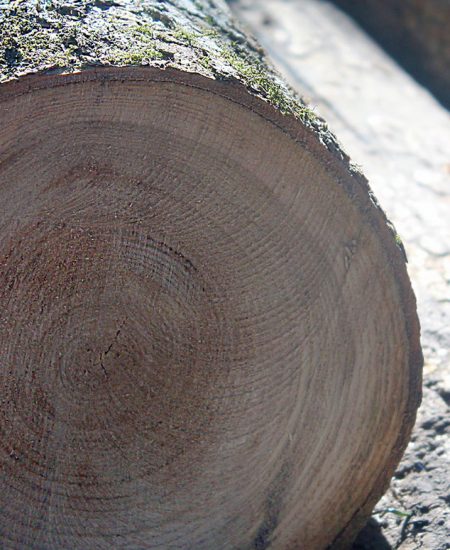 Slice showing Black Ash growth rings